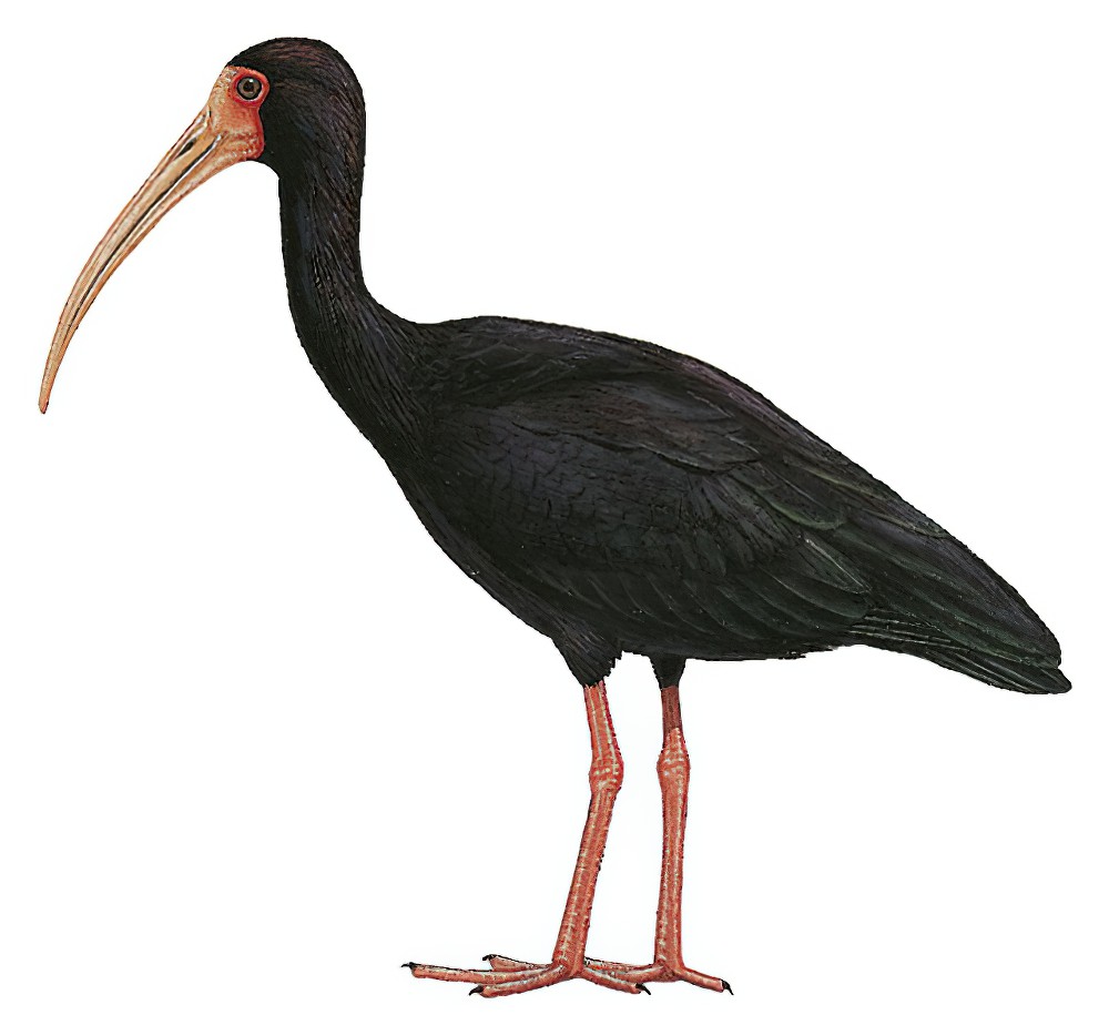 Bare-faced Ibis / Phimosus infuscatus