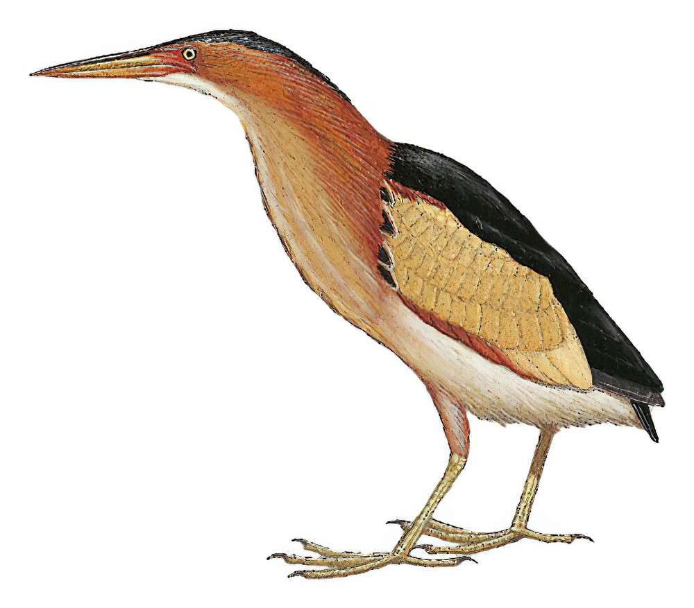 Black-backed Bittern / Ixobrychus dubius