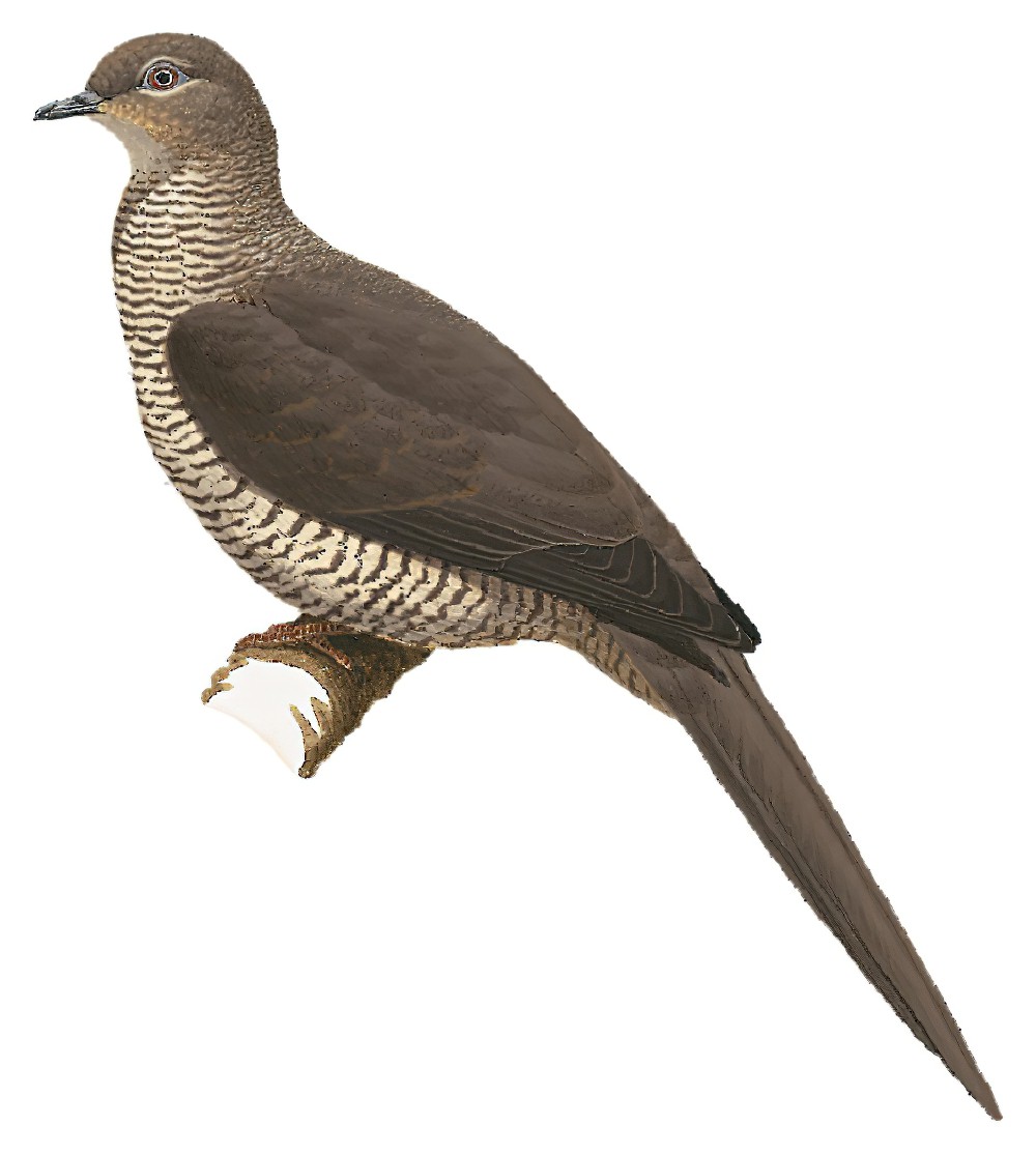 Tanimbar Cuckoo-Dove / Macropygia timorlaoensis