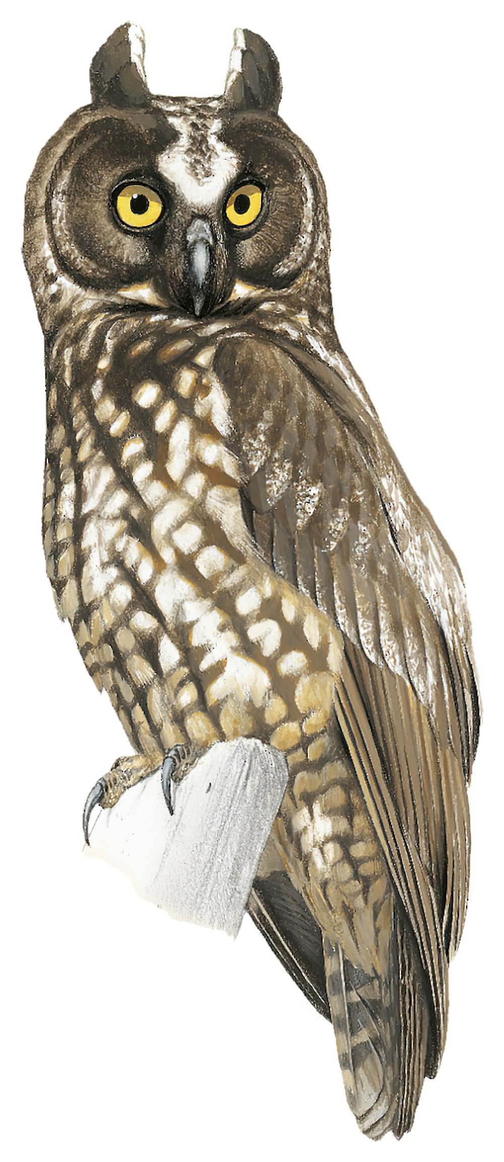 Stygian Owl / Asio stygius