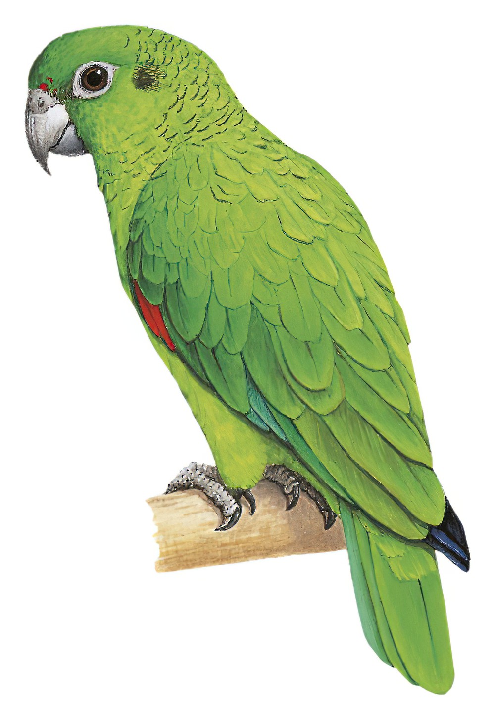 Black-billed Parrot / Amazona agilis