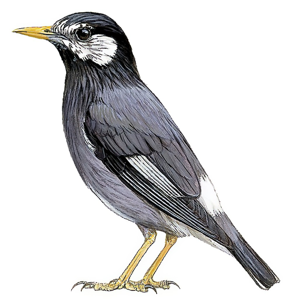 White-cheeked Starling / Spodiopsar cineraceus