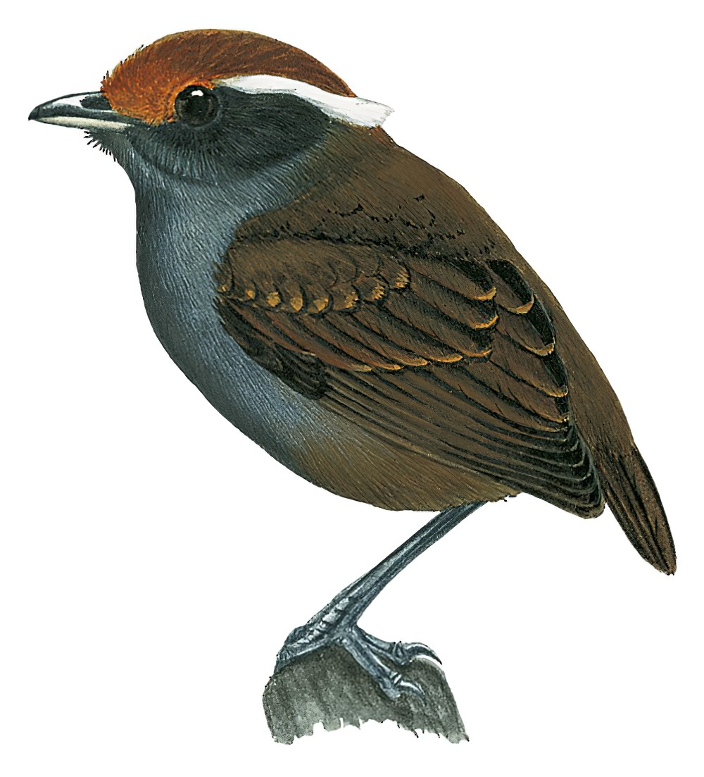 Chestnut-crowned Gnateater / Conopophaga castaneiceps
