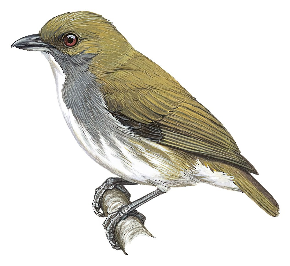 Olive-backed Flowerpecker / Prionochilus olivaceus