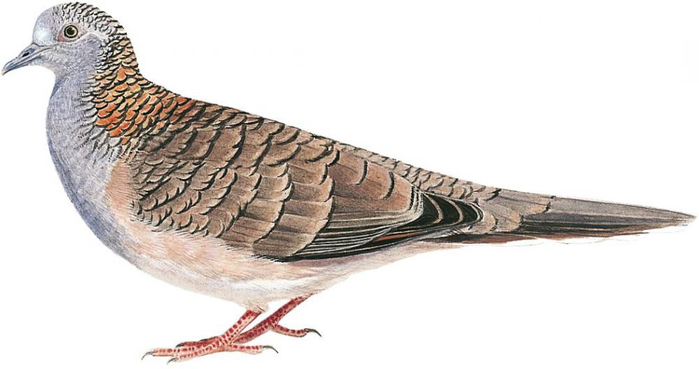 Bar-shouldered Dove / Geopelia humeralis