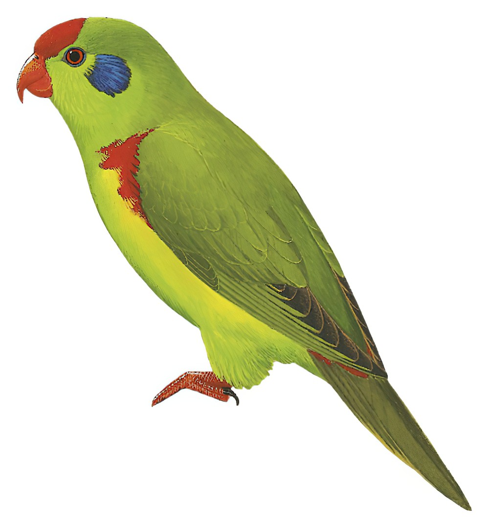 Red-fronted Lorikeet / Charmosyna rubronotata