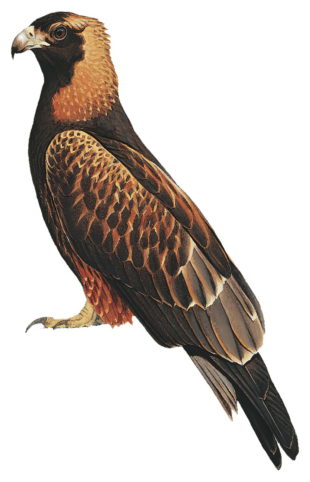 Black-breasted Kite / Hamirostra melanosternon