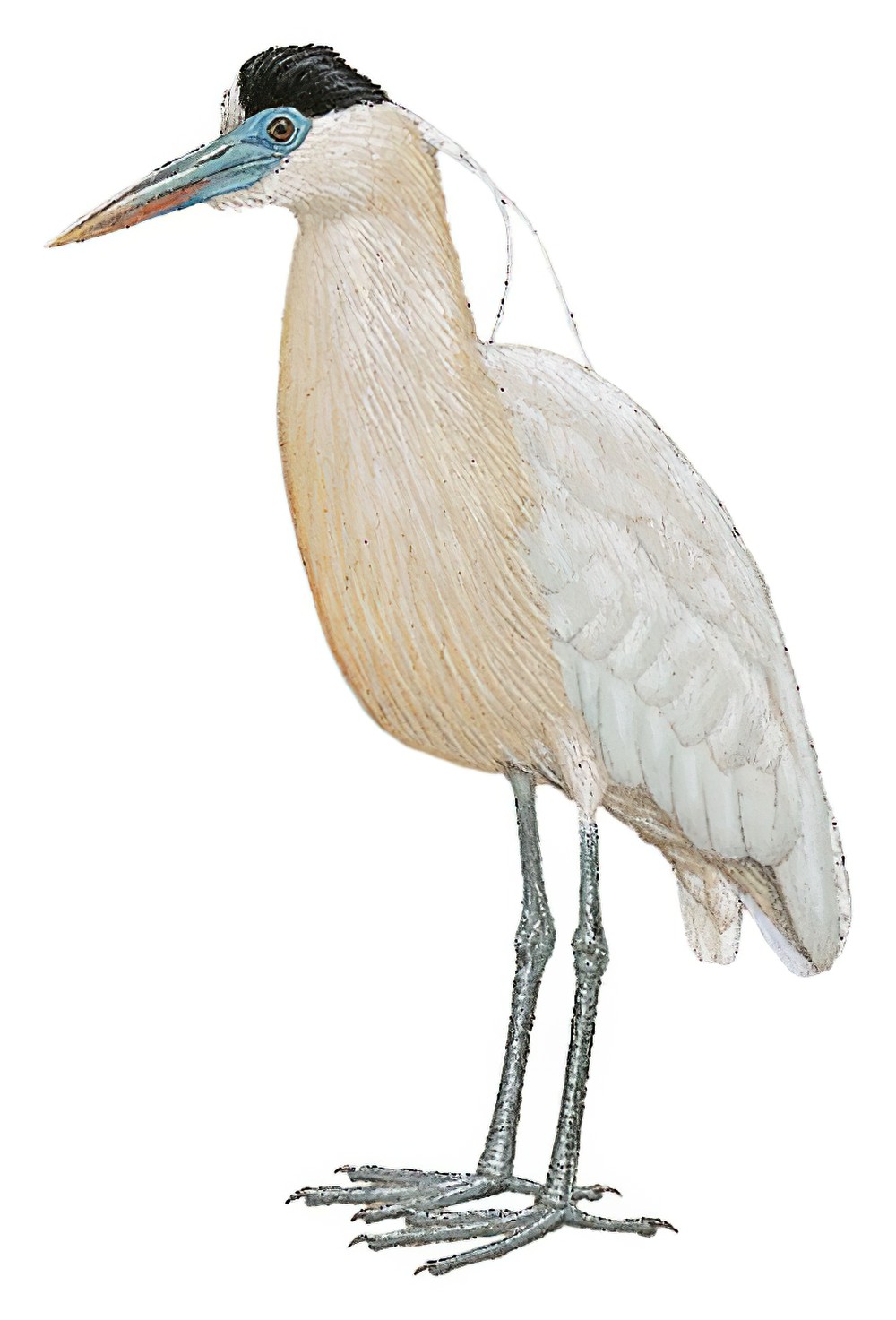 Capped Heron / Pilherodius pileatus