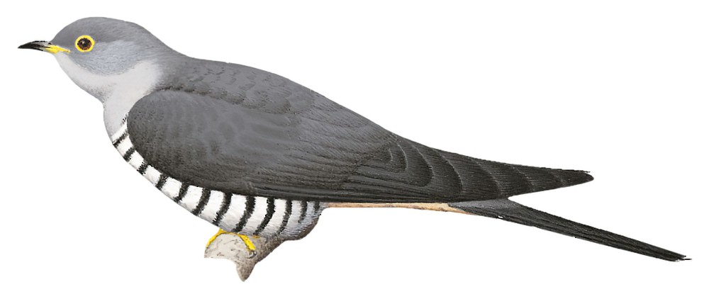 Sunda Cuckoo / Cuculus lepidus
