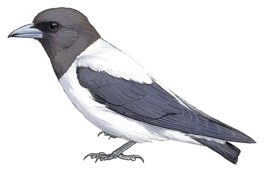 Ivory-backed Woodswallow / Artamus monachus