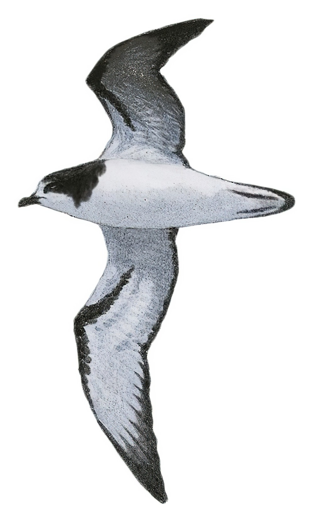 Gould\'s Petrel / Pterodroma leucoptera