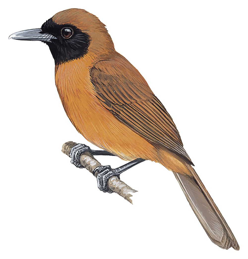 Rennell Shrikebill / Clytorhynchus hamlini