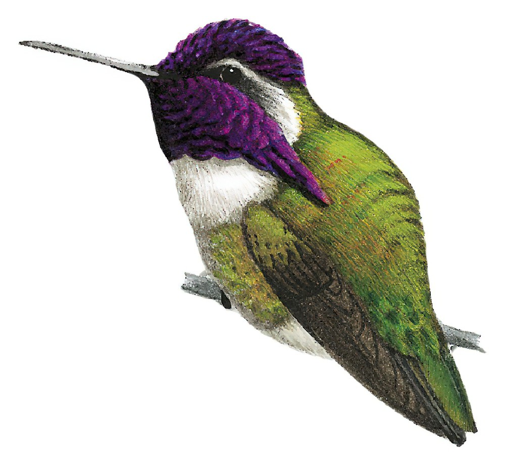 Costa\'s Hummingbird / Calypte costae