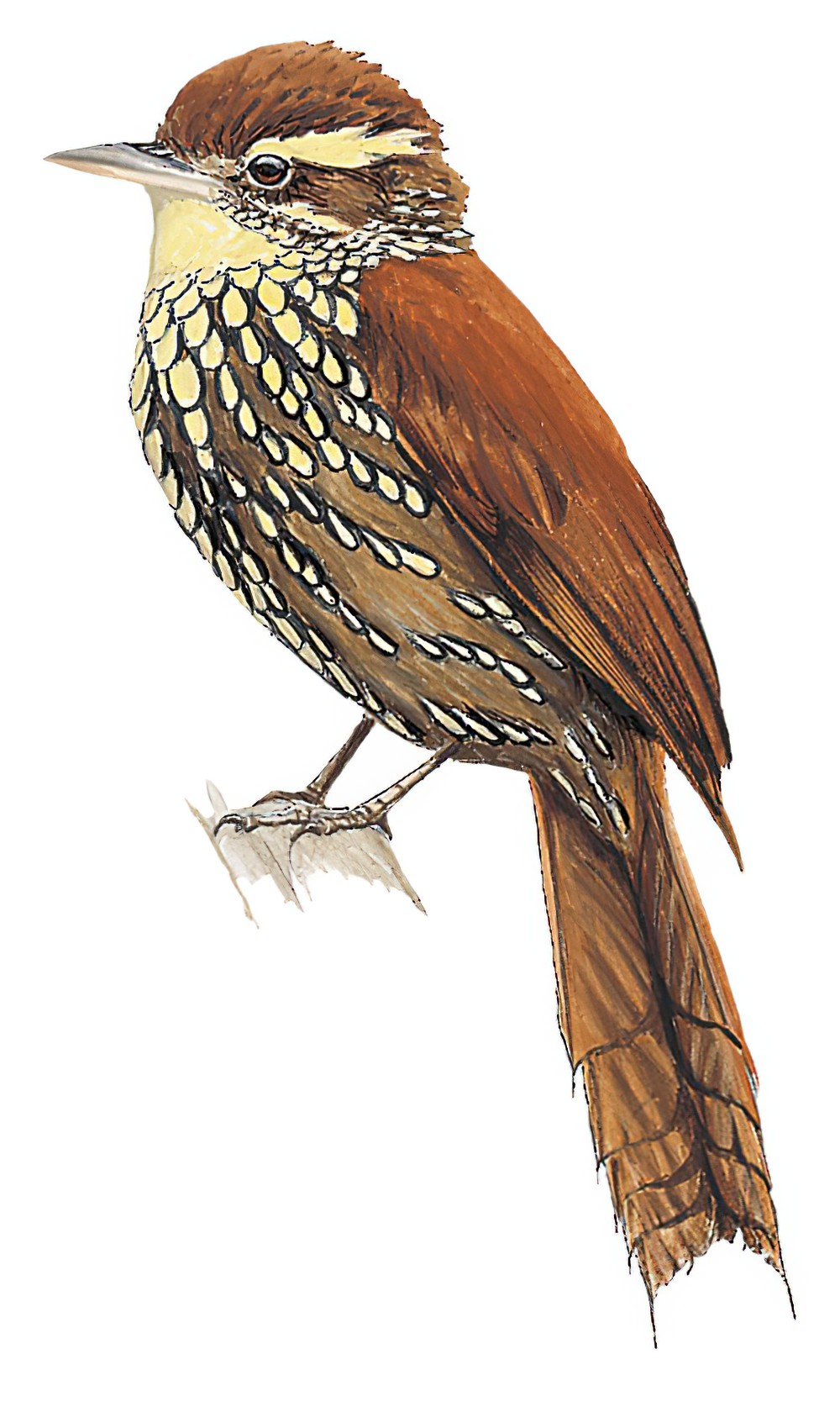 Pearled Treerunner / Margarornis squamiger