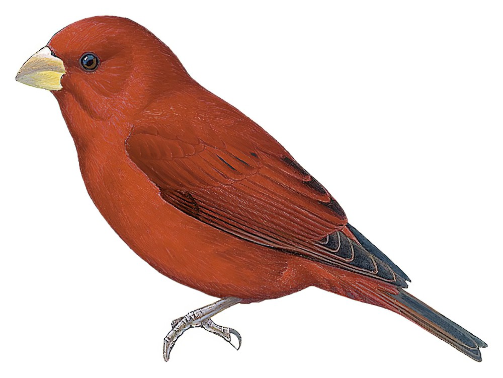 Scarlet Finch / Carpodacus sipahi
