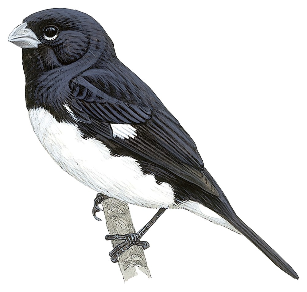 Black-and-white Seedeater / Sporophila luctuosa