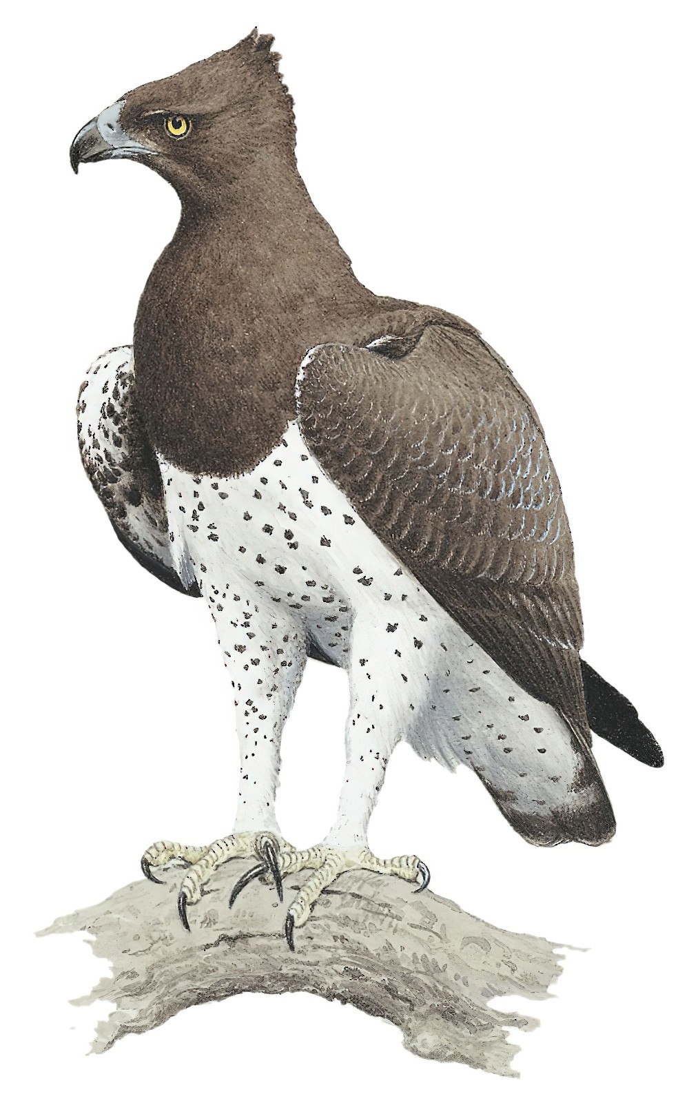 Martial Eagle / Polemaetus bellicosus