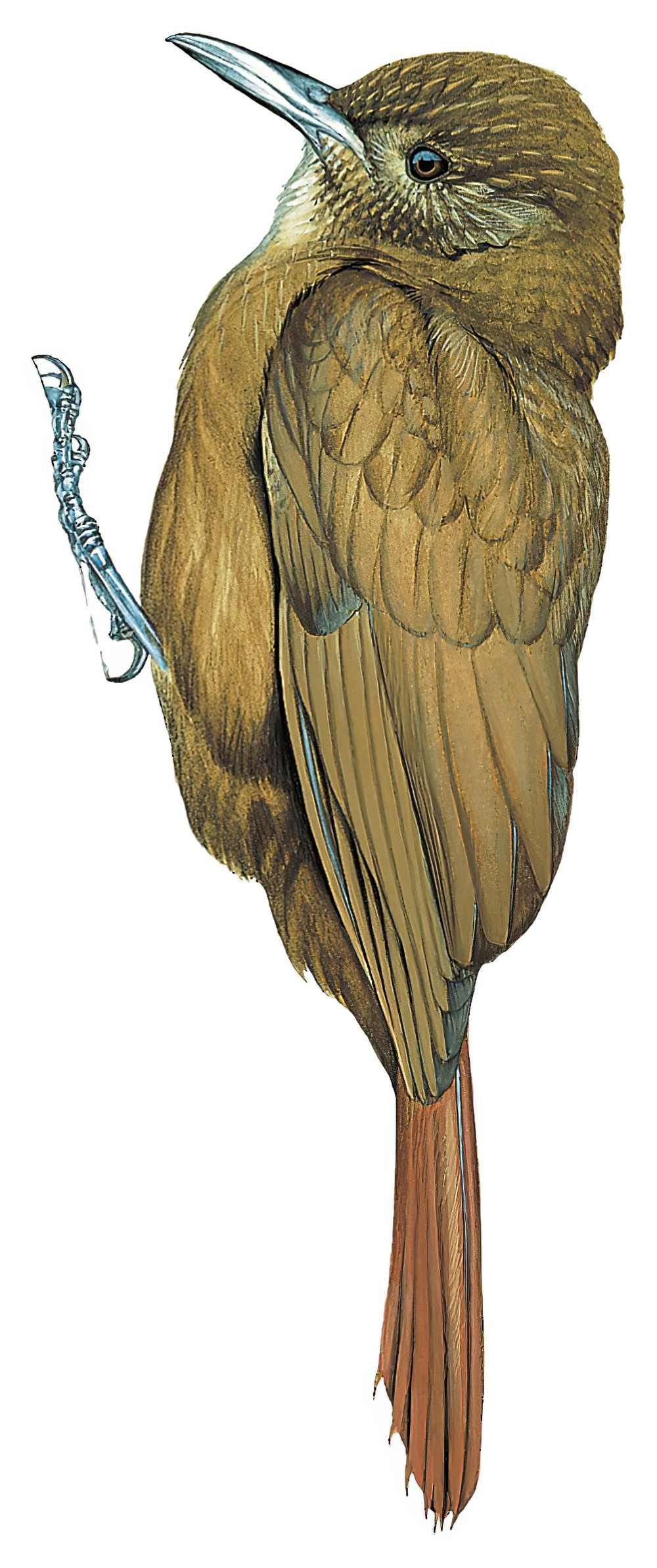 Plain-winged Woodcreeper / Dendrocincla turdina