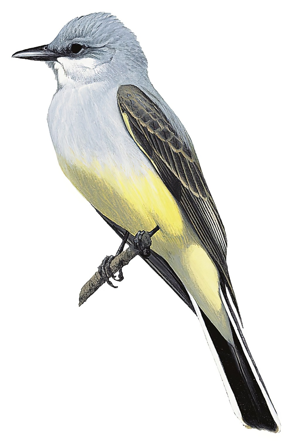 Western Kingbird / Tyrannus verticalis
