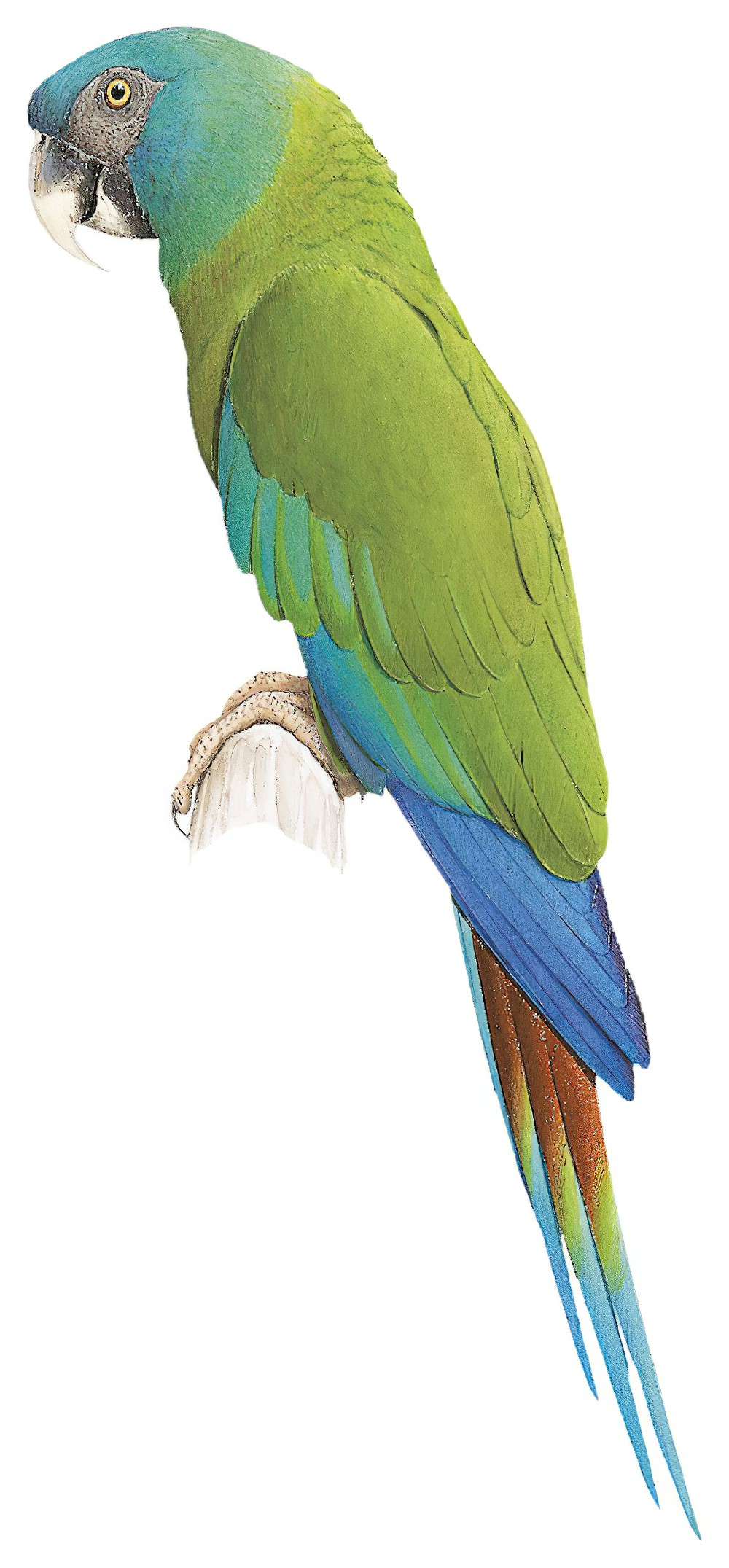 Blue-headed Macaw / Primolius couloni