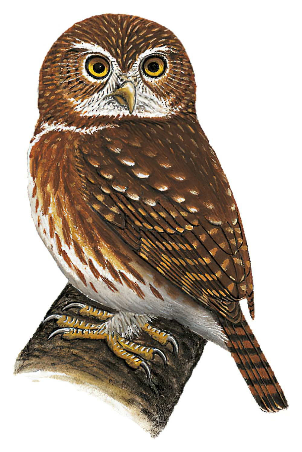 Peruvian Pygmy-Owl / Glaucidium peruanum