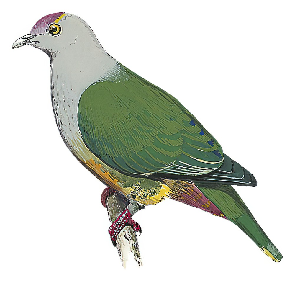 Palau Fruit-Dove / Ptilinopus pelewensis
