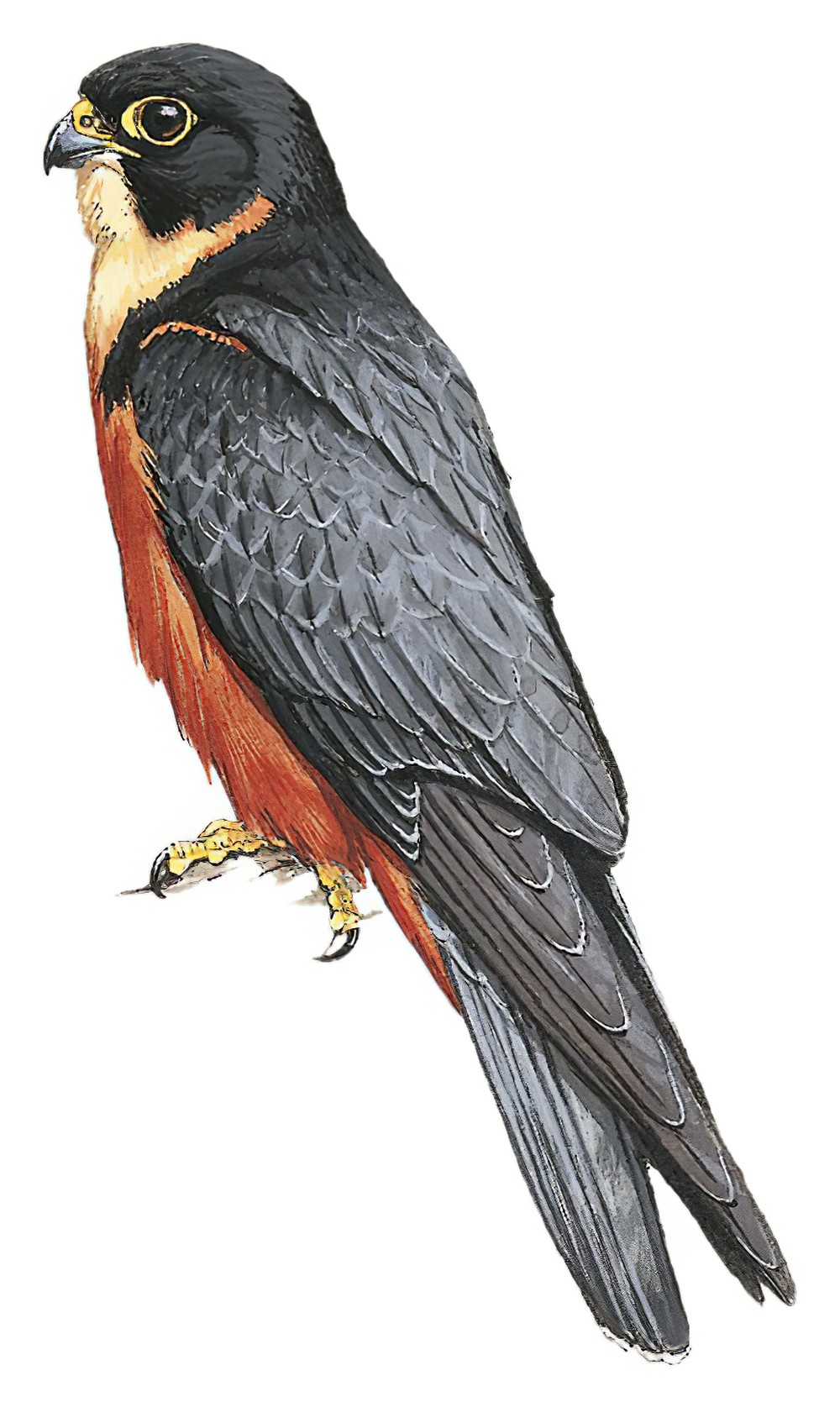 Oriental Hobby / Falco severus