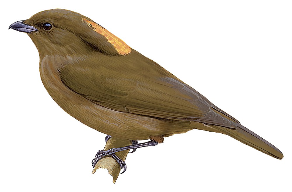 MacGregor\'s Bowerbird / Amblyornis macgregoriae