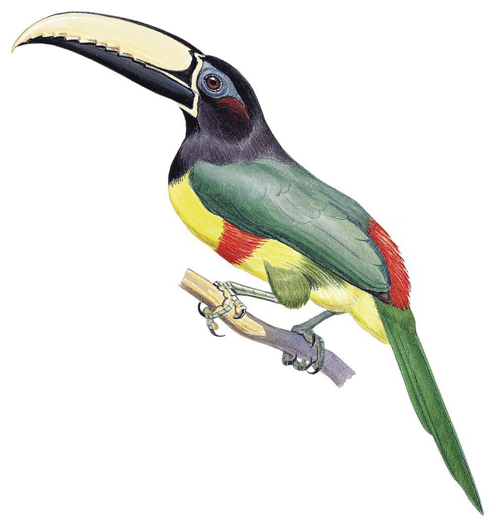 Black-necked Aracari / Pteroglossus aracari