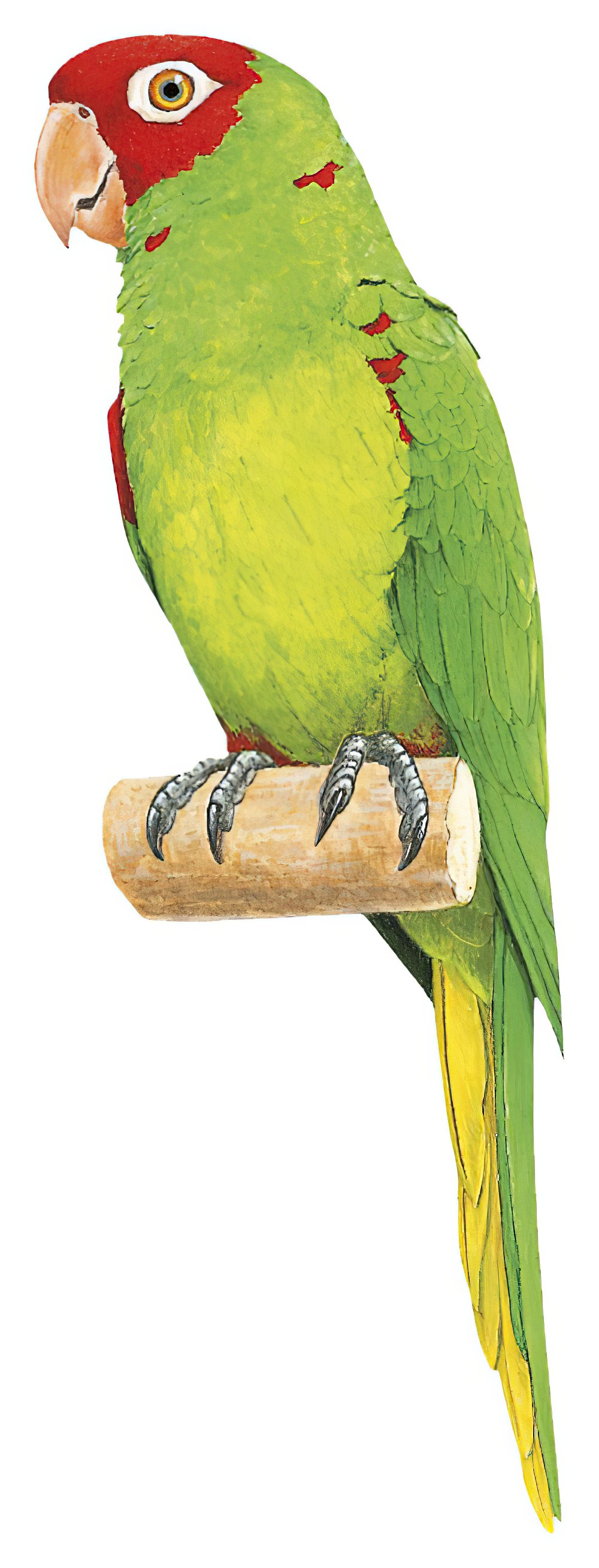 Red-masked Parakeet / Psittacara erythrogenys