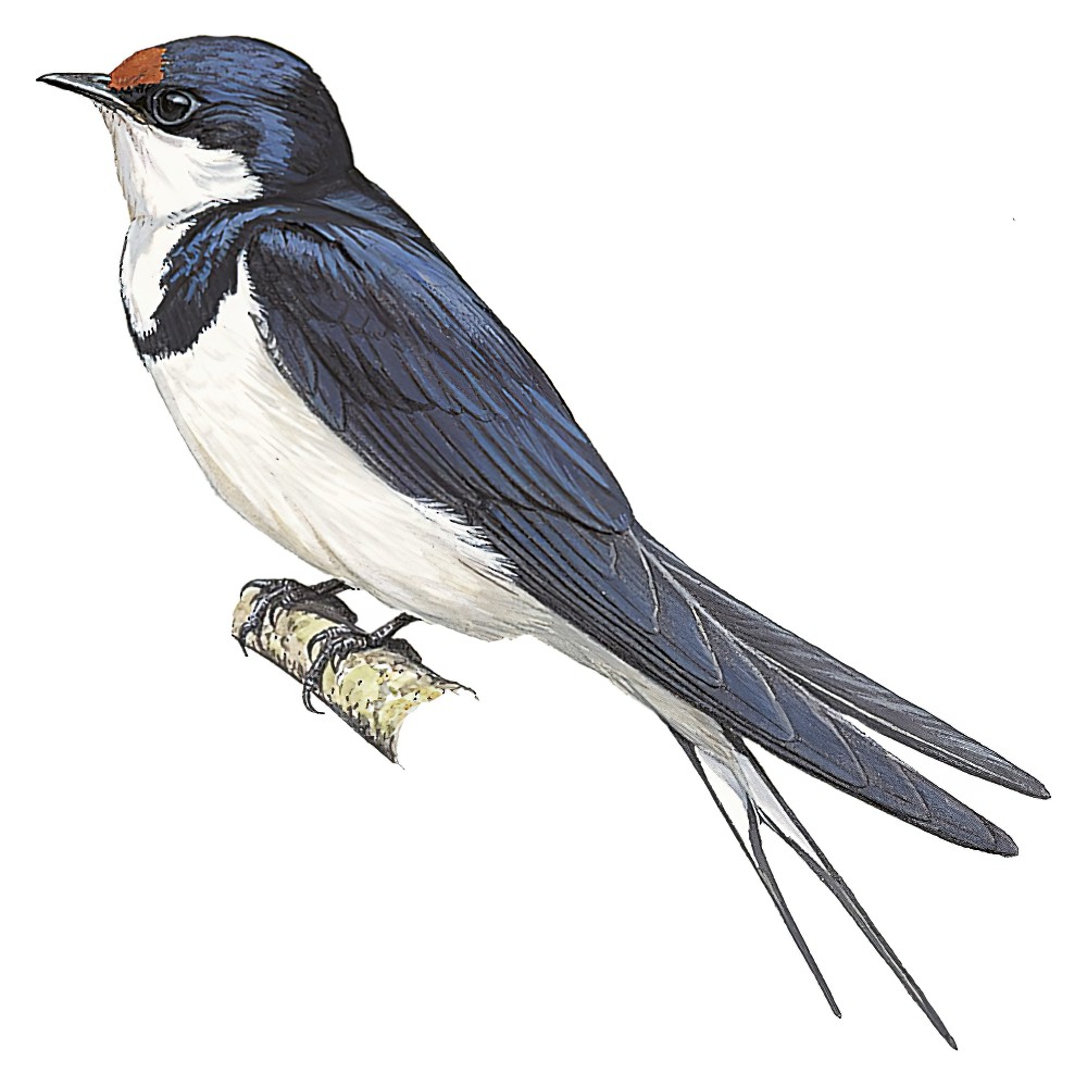 White-throated Swallow / Hirundo albigularis