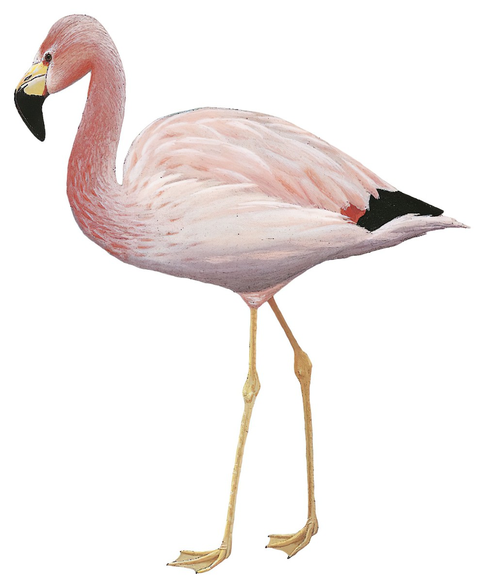 Andean Flamingo / Phoenicoparrus andinus