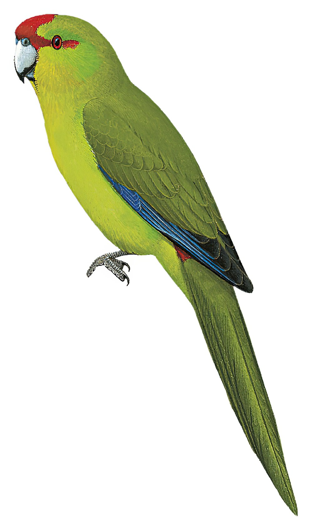 New Caledonian Parakeet / Cyanoramphus saisseti