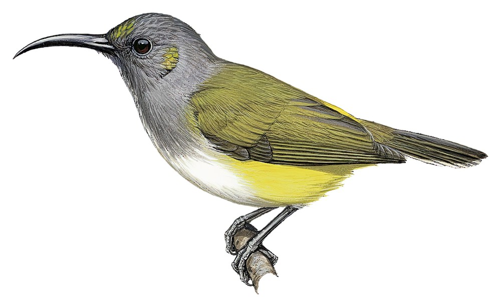 Gray-hooded Sunbird / Aethopyga primigenia
