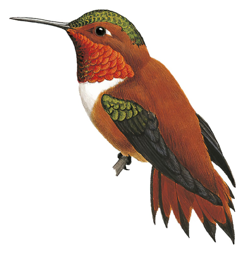Rufous Hummingbird / Selasphorus rufus