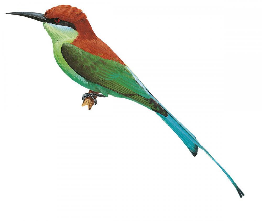 Rufous-crowned Bee-eater / Merops americanus