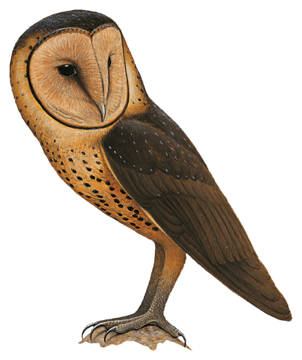 Taliabu Masked-Owl / Tyto nigrobrunnea