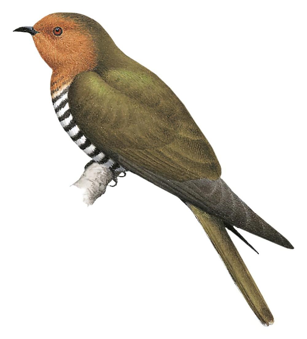 Rufous-throated Bronze-Cuckoo / Chrysococcyx ruficollis