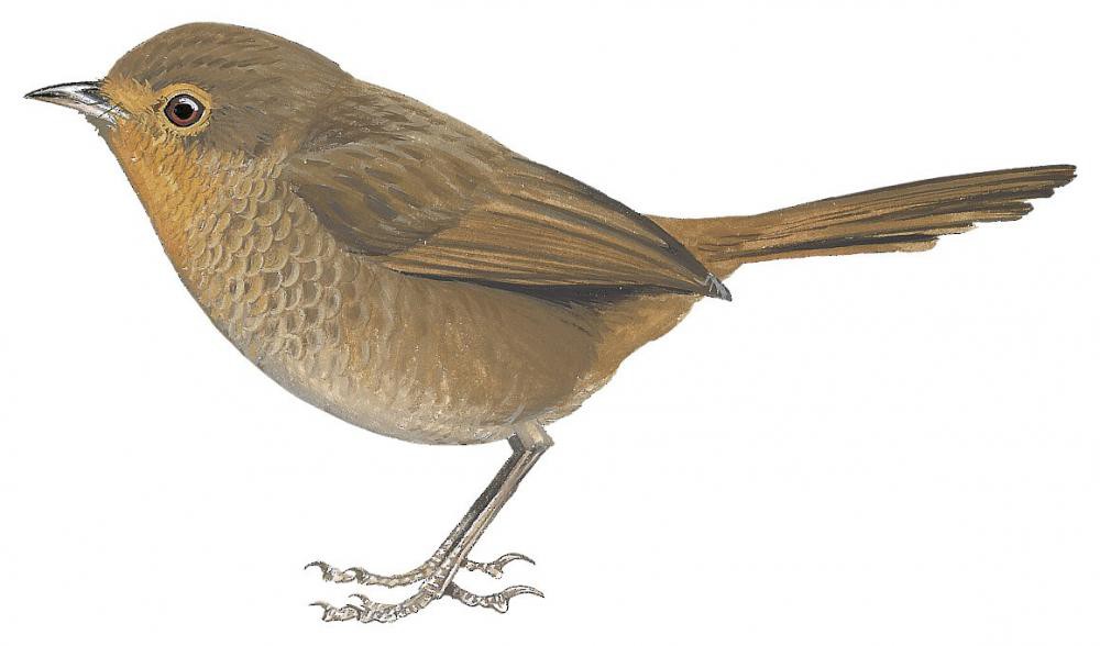 Pilotbird / Pycnoptilus floccosus