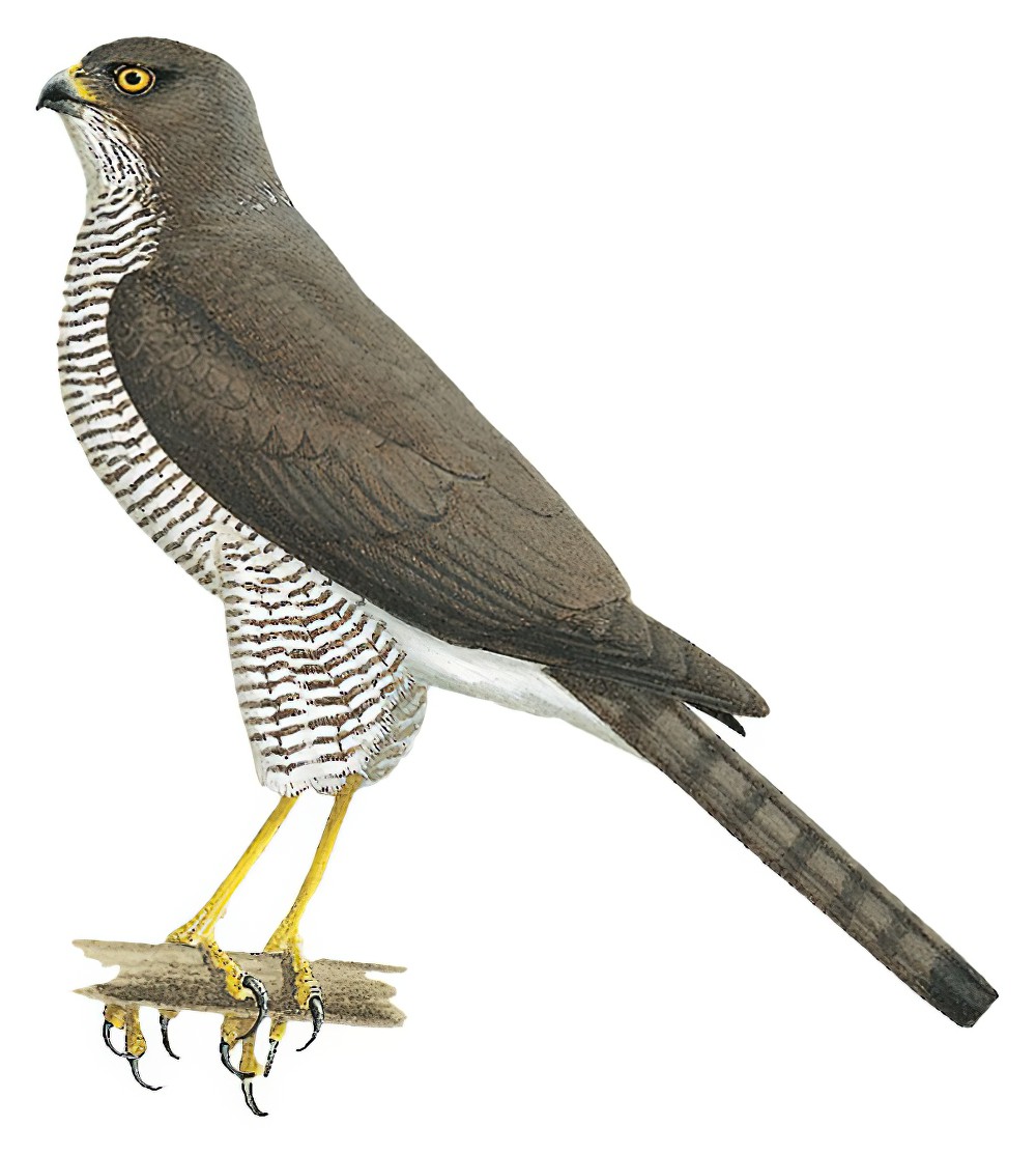 Madagascar Sparrowhawk / Accipiter madagascariensis