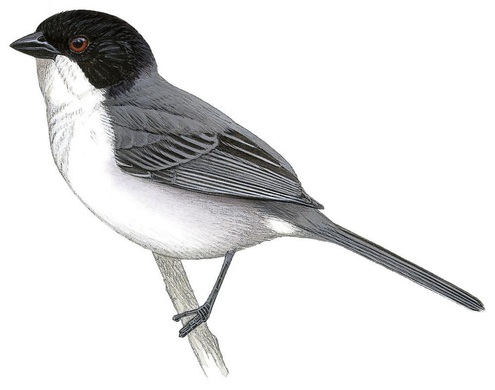 Black-capped Warbling-Finch / Microspingus melanoleucus