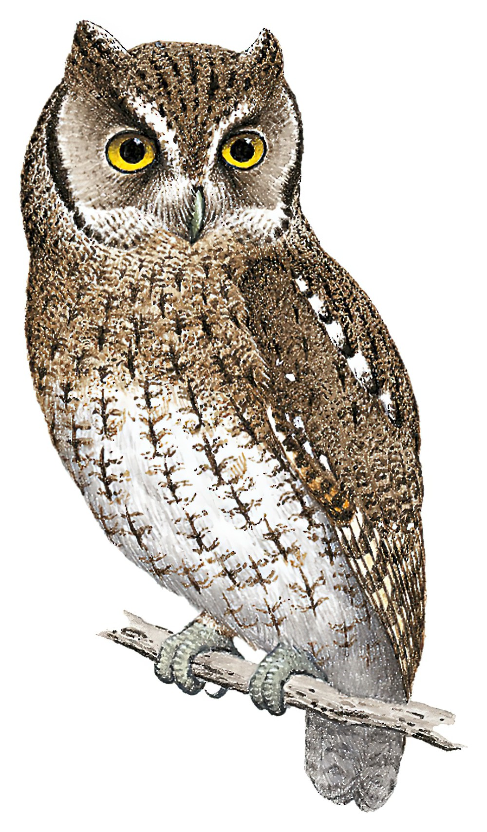 Koepcke\'s Screech-Owl / Megascops koepckeae