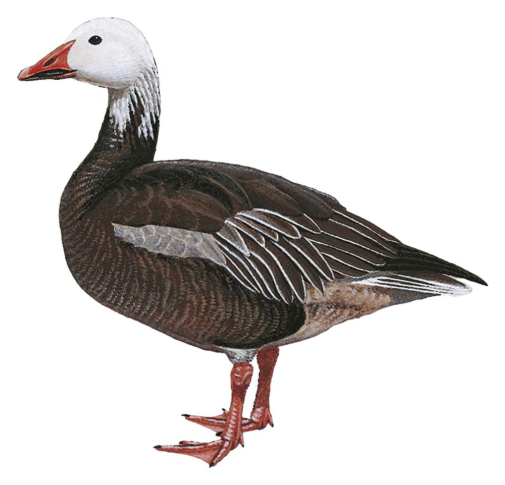 Snow Goose / Anser caerulescens