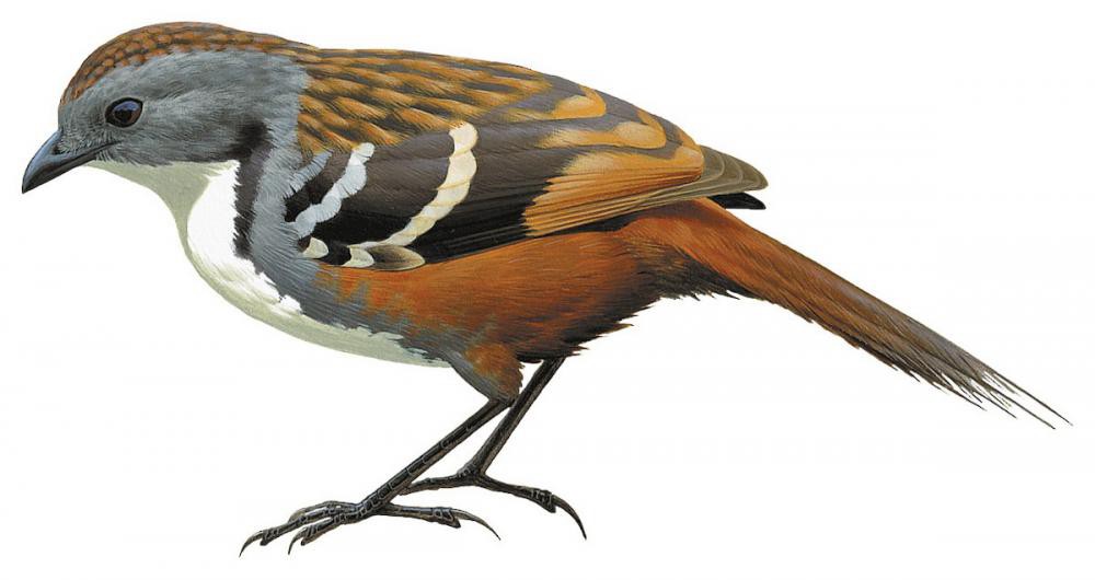 Australian Logrunner / Orthonyx temminckii