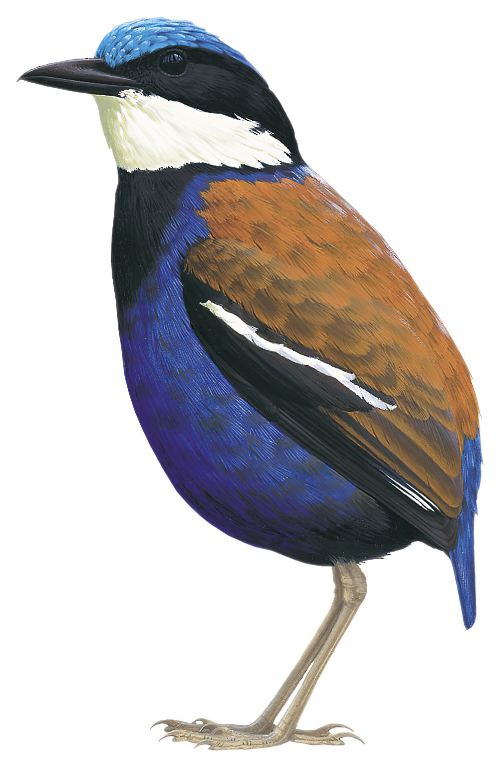 Blue-headed Pitta / Hydrornis baudii