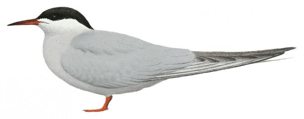 White-cheeked Tern / Sterna repressa