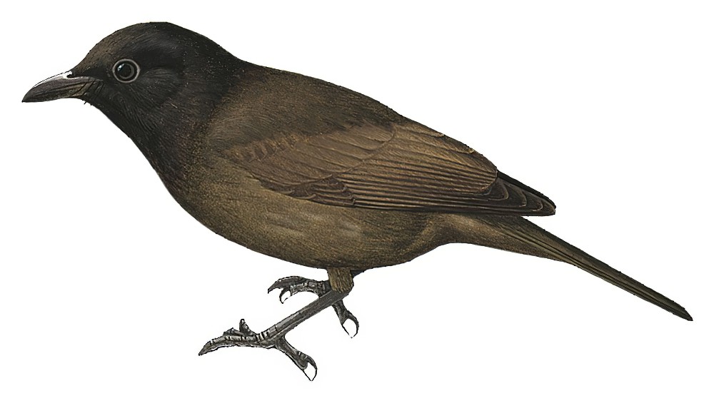 Morningbird / Pachycephala tenebrosa