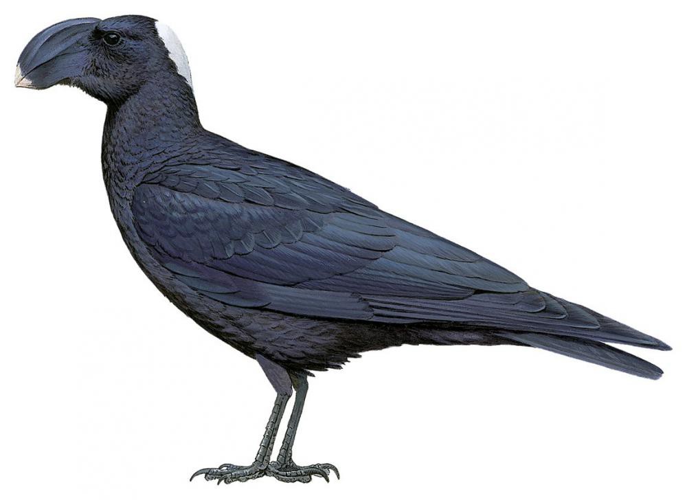 Thick-billed Raven / Corvus crassirostris