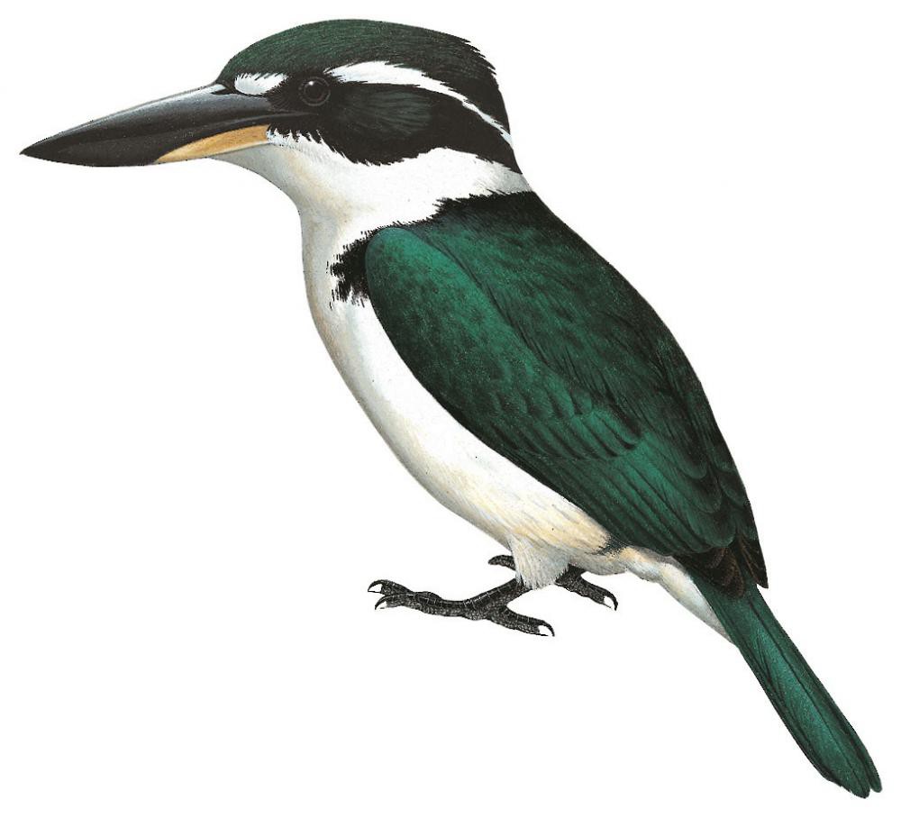 Sombre Kingfisher / Todiramphus funebris