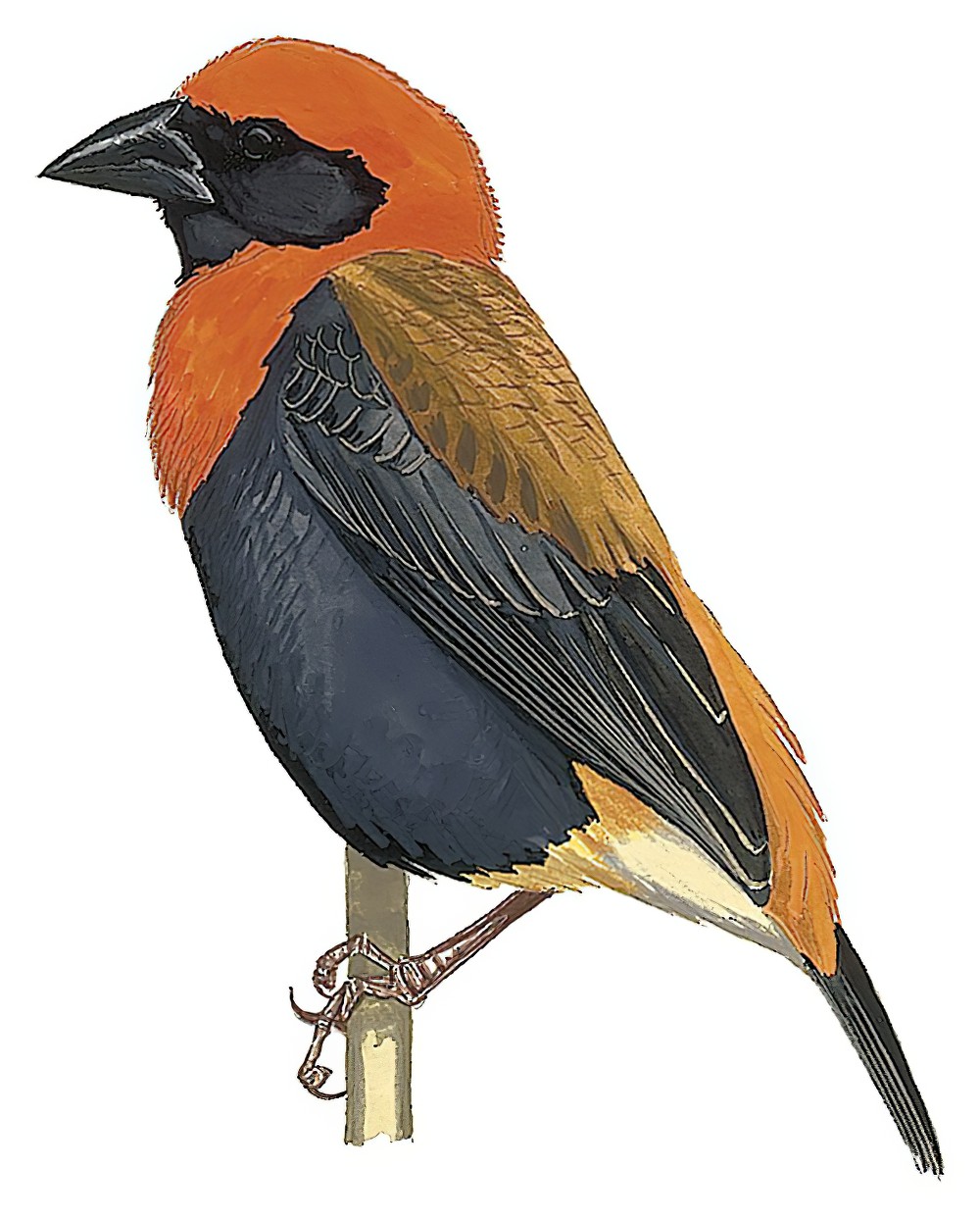 Black-winged Bishop / Euplectes hordeaceus